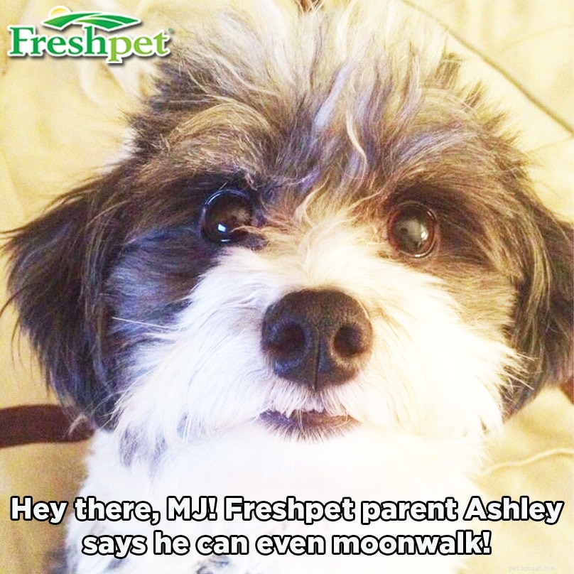 Discover the Stories Behind Your Pet s Name