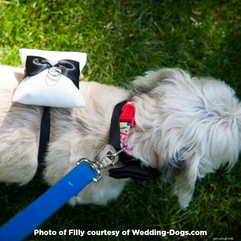 Discover the Stories Behind Your Pet s Name