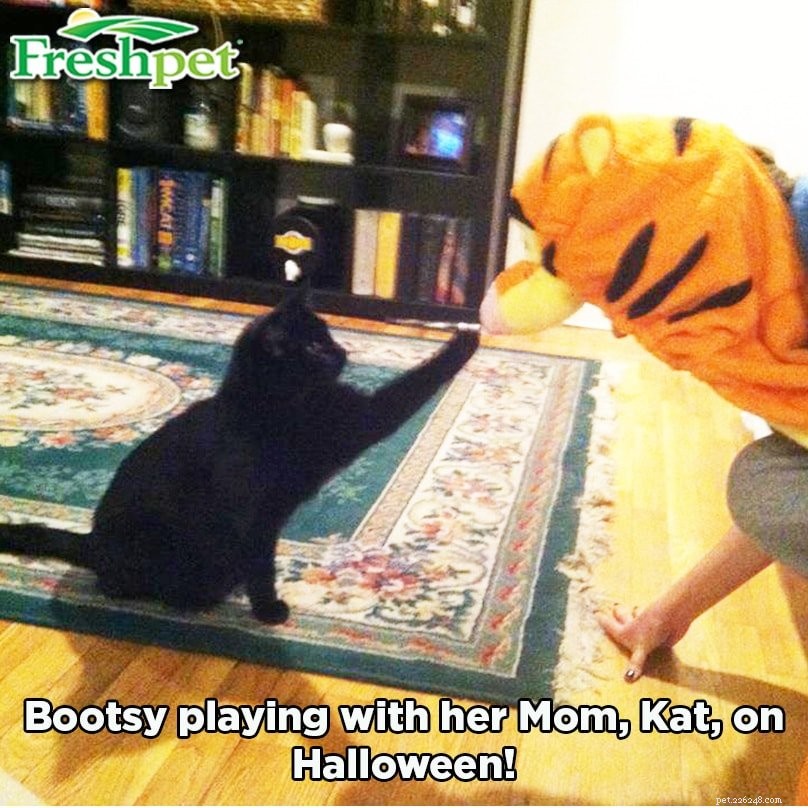 Discover the Stories Behind Your Pet s Name