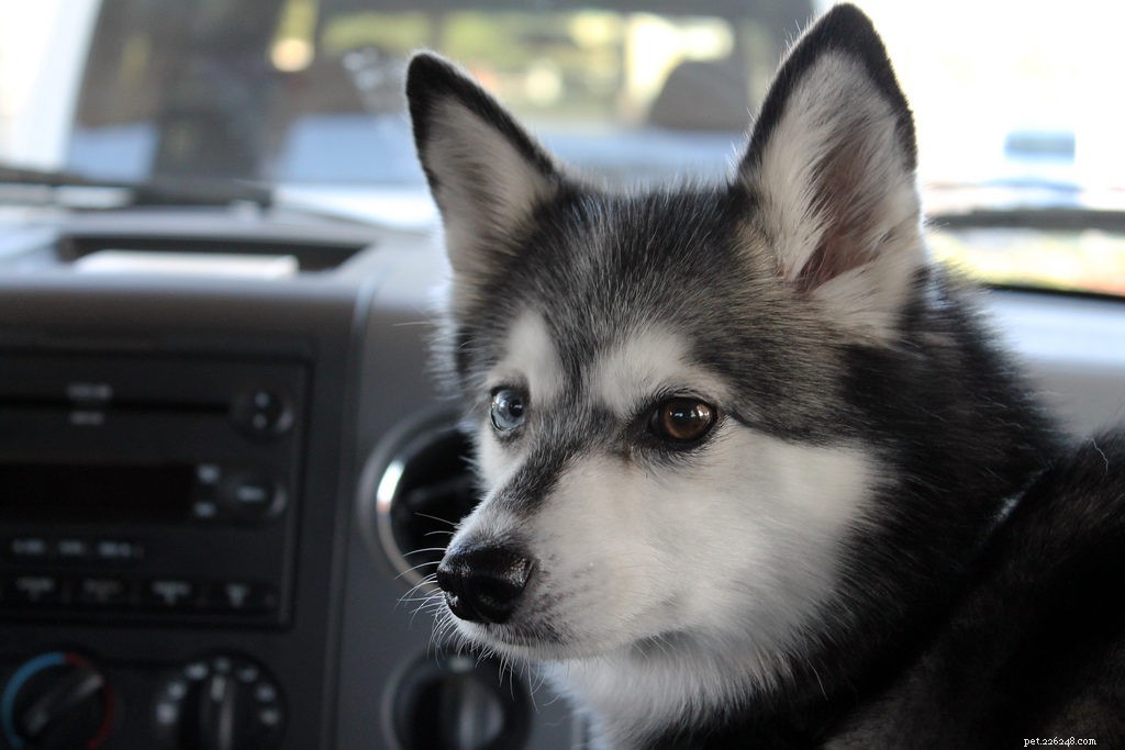 Holiday Travel Made Easy: How to Pack Freshpet for Your Pet