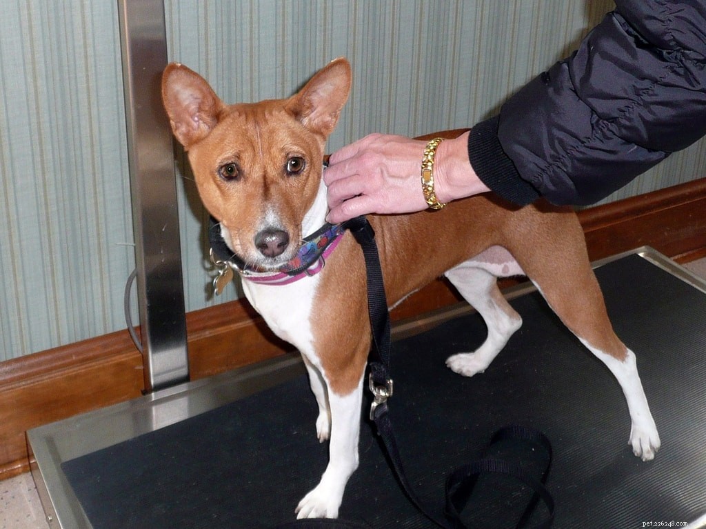 Proven Dog Weight‑Loss Diets: Expert Guide (Part 1)