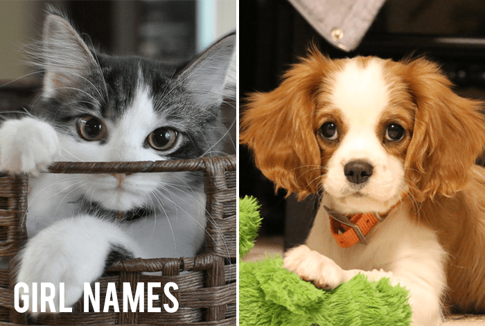 Top Trending Pet Names for Your New Cat or Dog – 2024 Picks