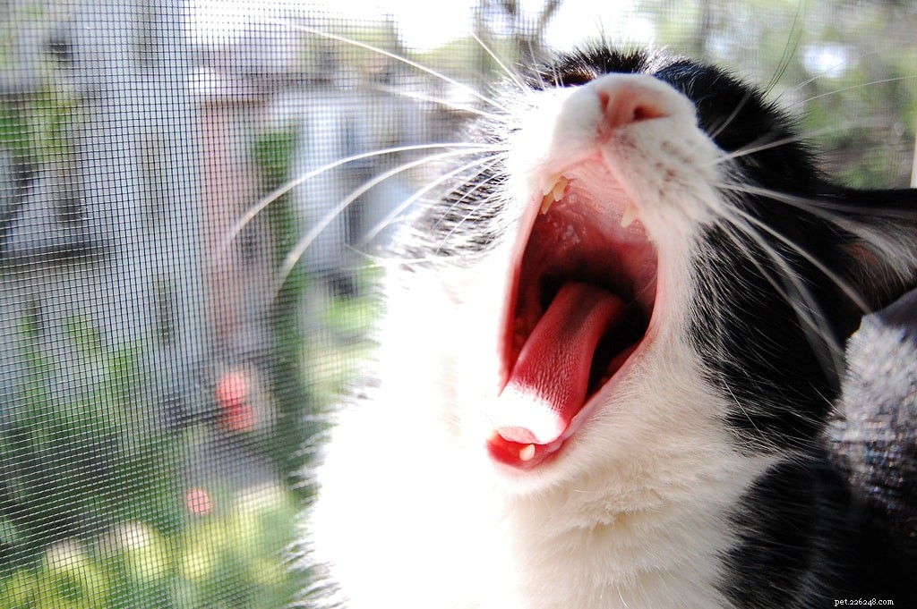 Expert Pet Dental Care Tips for a Healthy Smile