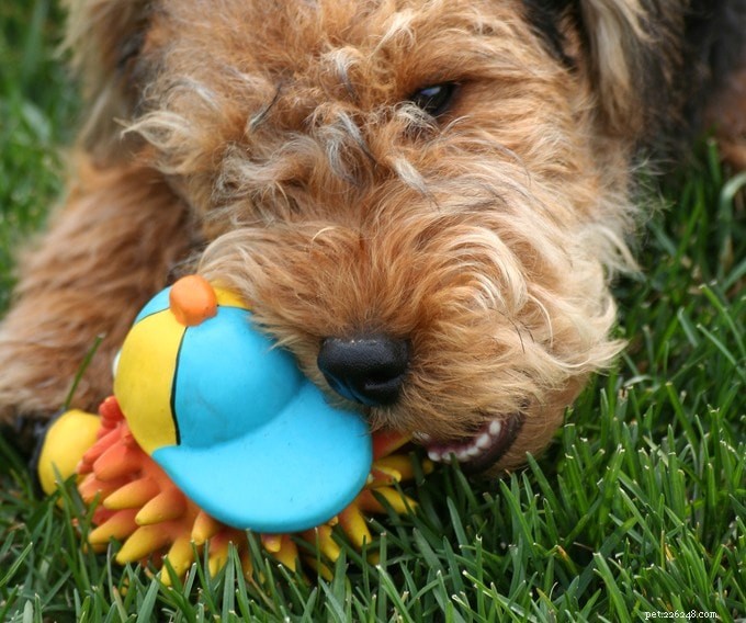 Expert Pet Dental Care Tips for a Healthy Smile