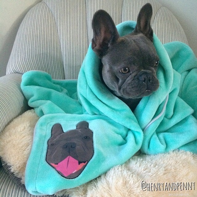 Valentine s Day Gift Guide: Thoughtful Presents for Your Pets