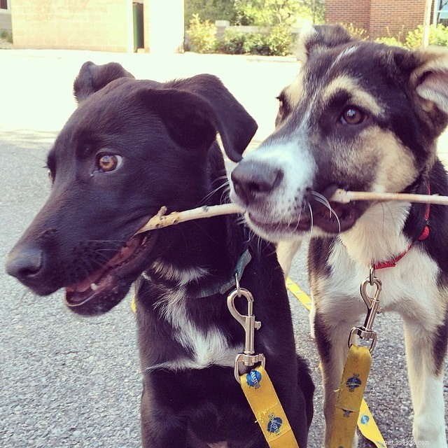 Gus Kenworthy Revives Sochi Pups: A Fresh Start in Denver