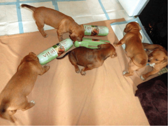 Meet Freshpet’s Newest Customers: Rescued Pets Thriving on Fresh Meals