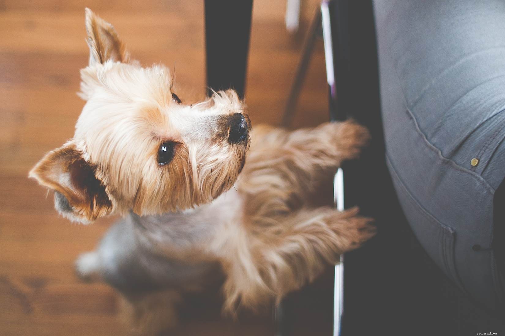 Strengthen Your Dog Bond: Proven Tips for Deeper Connection
