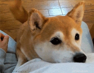 Strengthen Your Dog Bond: Proven Tips for Deeper Connection