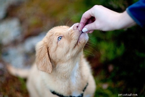 Strengthen Your Dog Bond: Proven Tips for Deeper Connection
