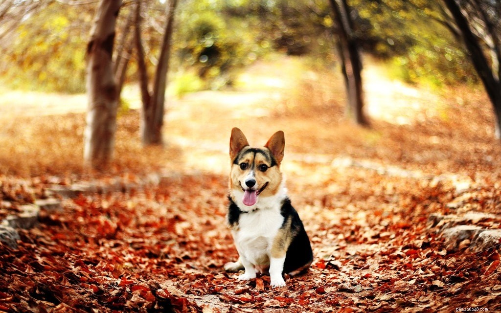 Dog Adoption 101: Find Your Perfect Furry Companion