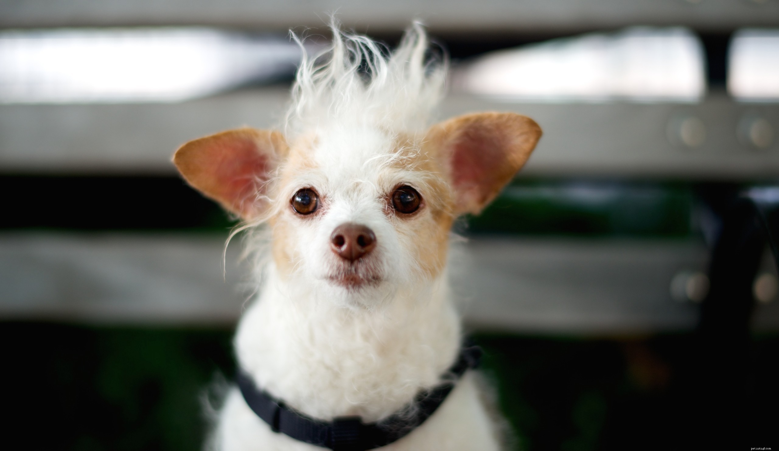Dog Adoption 101: Find Your Perfect Furry Companion