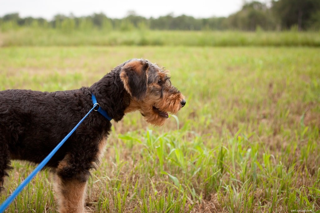 Dog Adoption 101: Find Your Perfect Furry Companion