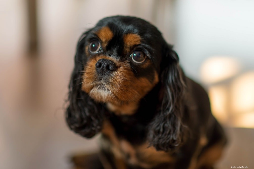 Dog Adoption 101: Find Your Perfect Furry Companion