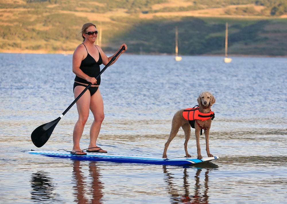Prepare Your Dog for a Perfect Beach Day