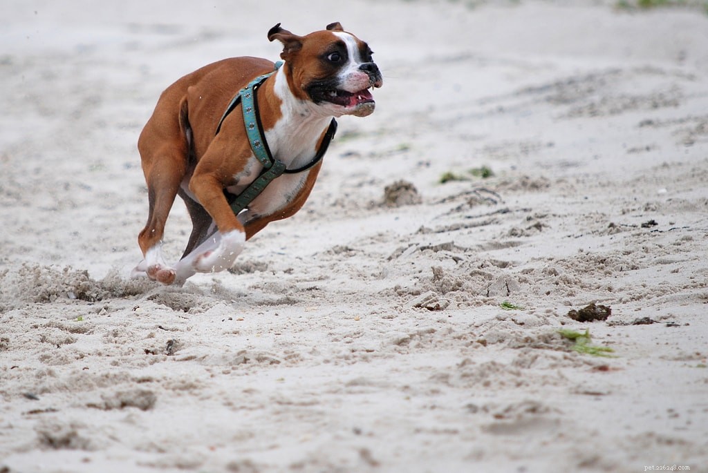 Prepare Your Dog for a Perfect Beach Day