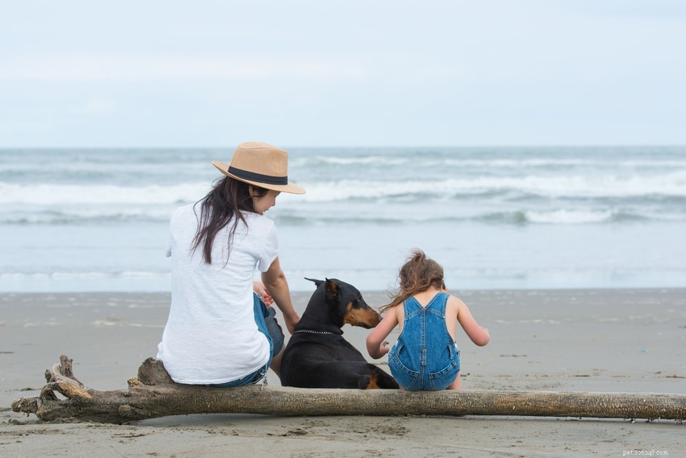 Prepare Your Dog for a Perfect Beach Day