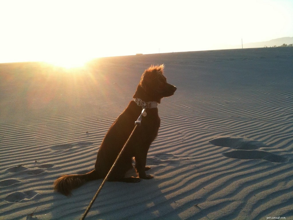 Prepare Your Dog for a Perfect Beach Day