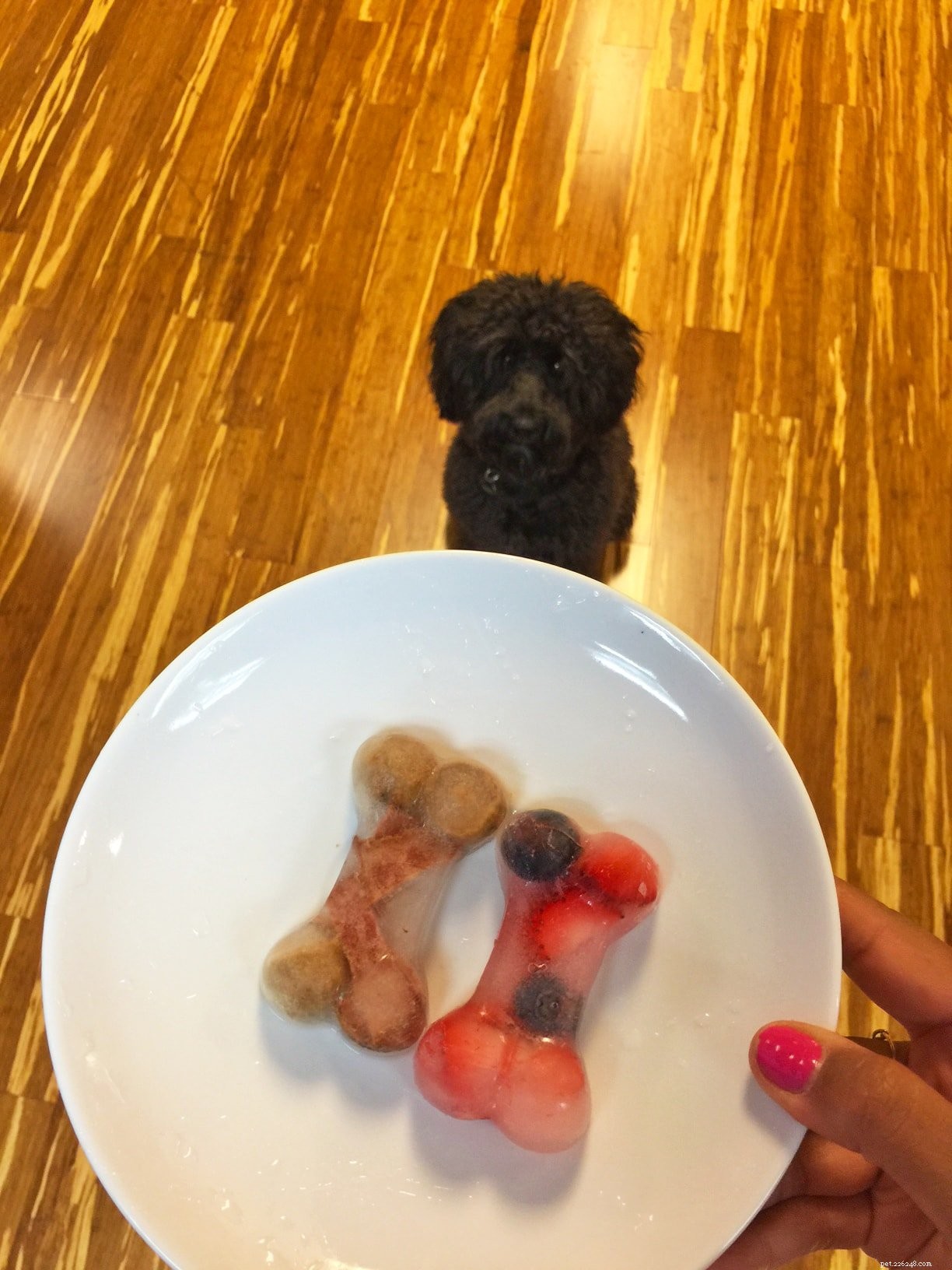 Cool Down Your Pup: DIY Frozen Dog Treats for Hot Summer Days