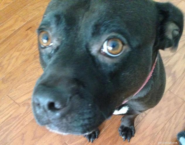 Breaking Black Dog Syndrome: Winnie s Story & How You Can Help