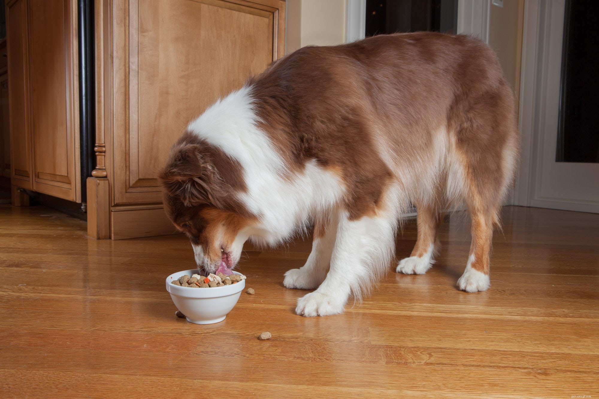 Fresh Meats: The Superior Choice for Your Pet’s Health