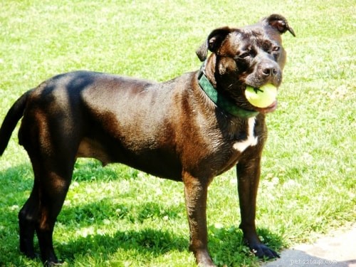 Breaking Black Dog Syndrome: Winnie s Story & How You Can Help