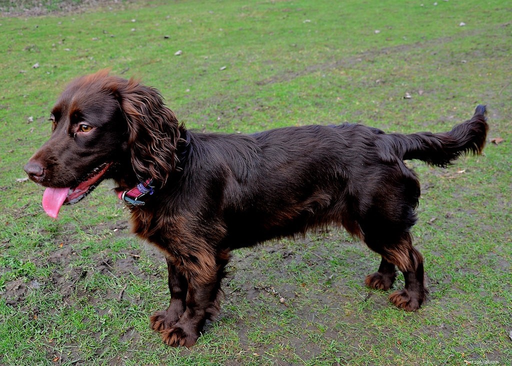 5 Simple Ways to Keep Your Pet Engaged and Happy