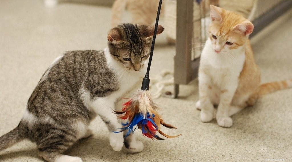 5 Simple Ways to Keep Your Pet Engaged and Happy