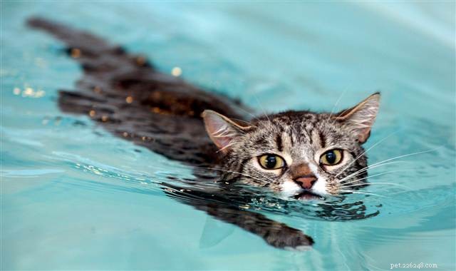 5 Simple Ways to Keep Your Pet Engaged and Happy