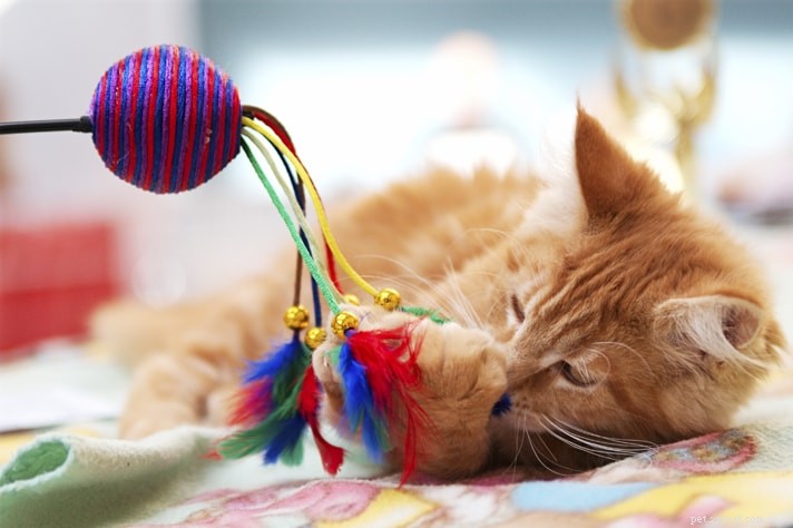 5 Simple Ways to Keep Your Pet Engaged and Happy