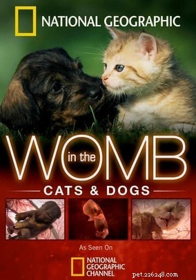 Must-See Pet Documentaries on Netflix