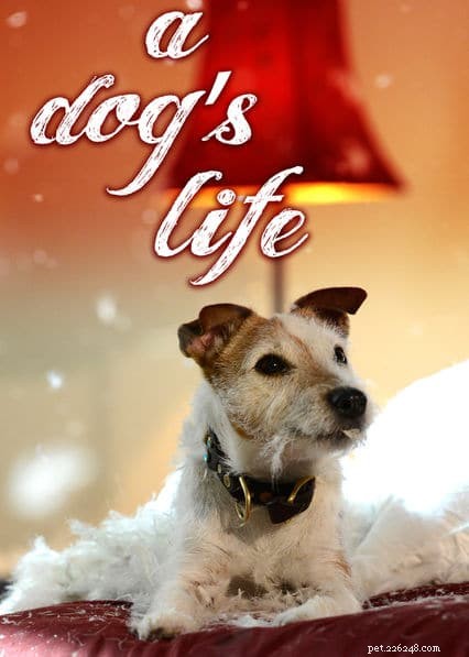 Must-See Pet Documentaries on Netflix