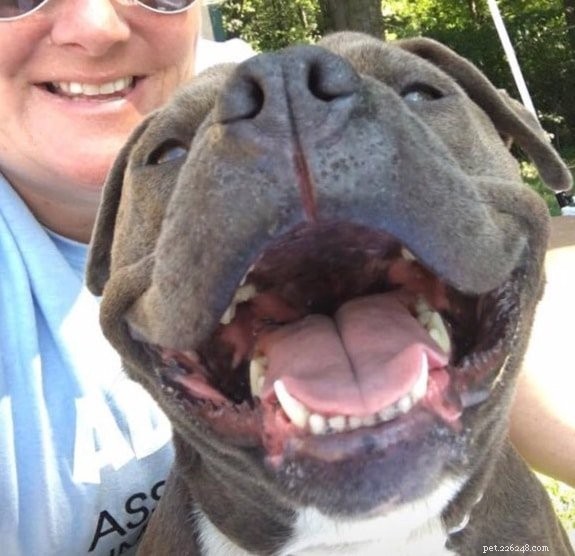 Join the First Annual Adopt-a-THON for National Dog Day—A Live Pet Adoption Event with Nasdaq