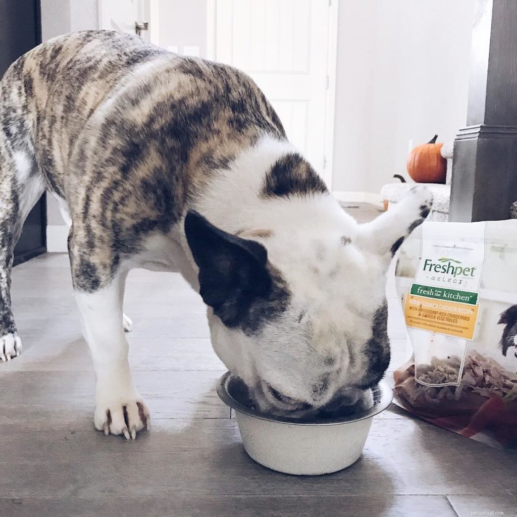 Discover the Health Benefits of Fresh, All-Natural Pet Food