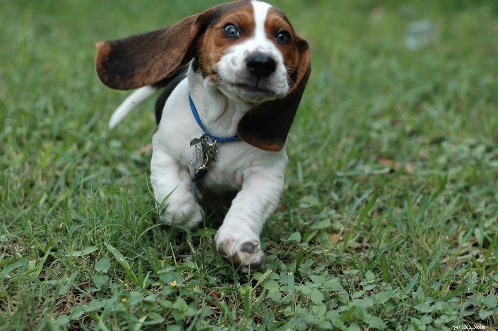 Discover the Health Benefits of Fresh, All-Natural Pet Food