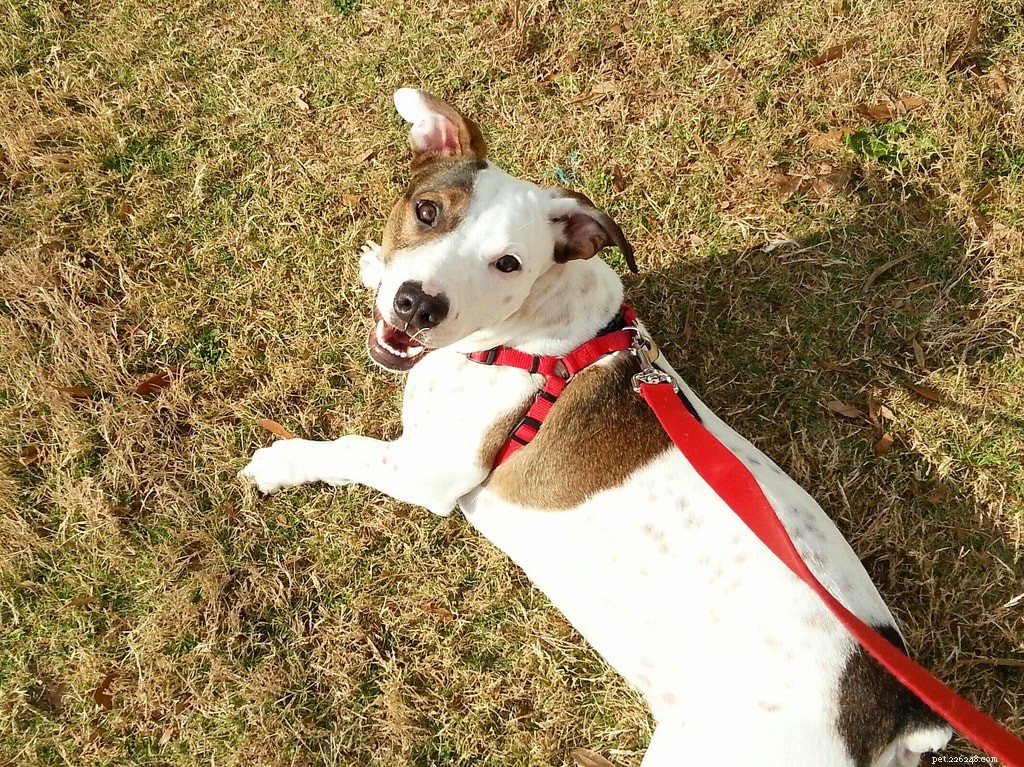 Join the FreshFit Challenge: Walk 200,000 Miles to Combat Pet Obesity