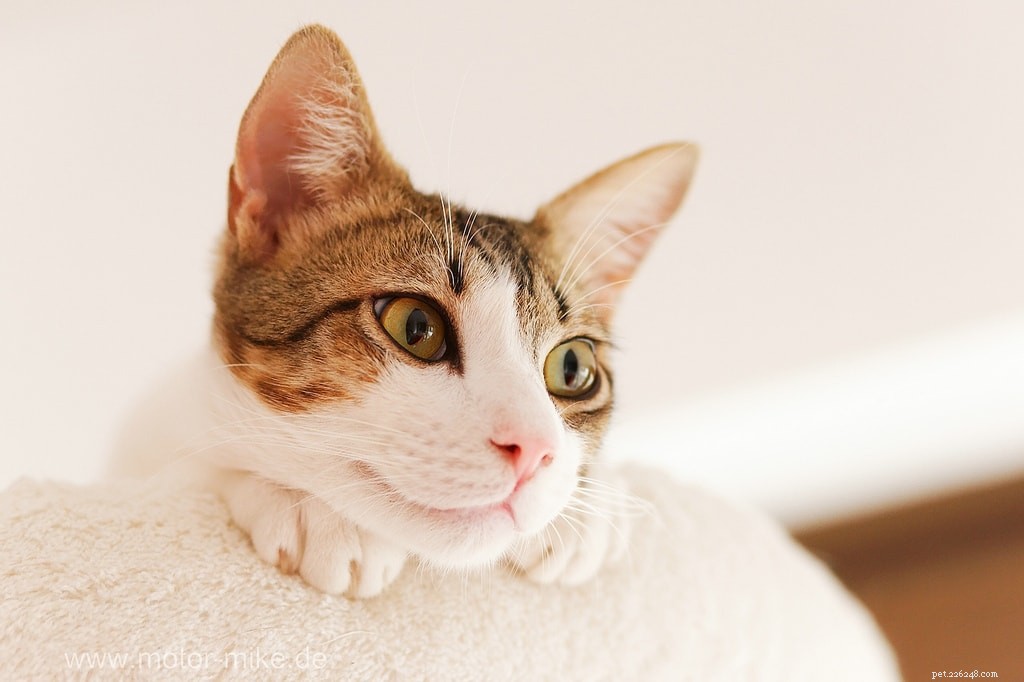 Discover the Health Benefits of Fresh, All-Natural Pet Food