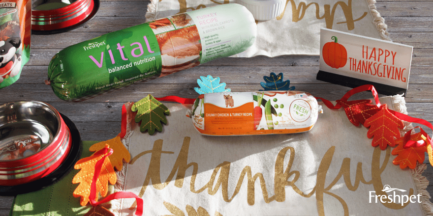 Celebrate Thanksgiving with Your Pet: Set Up a Festive Pet Table