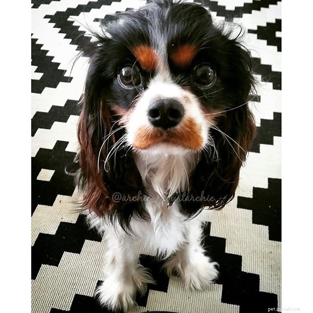 10 Pets with Striking Natural Mustaches to Celebrate Movember