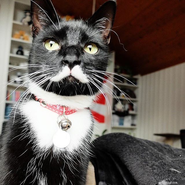 10 Pets with Striking Natural Mustaches to Celebrate Movember