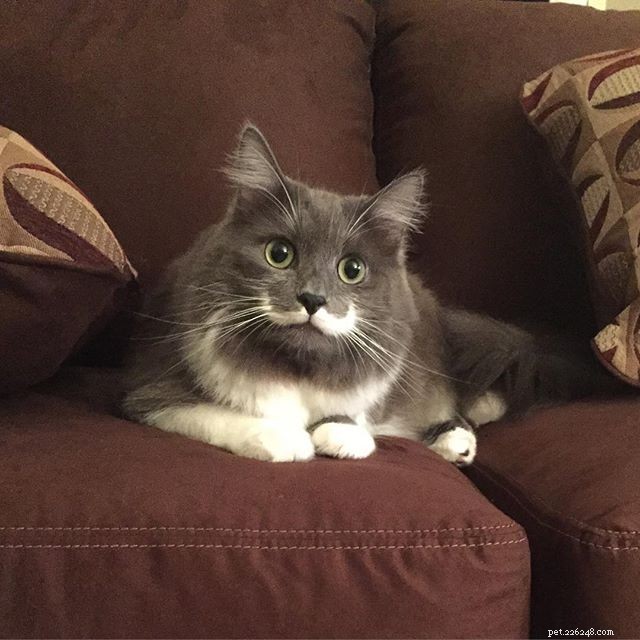 10 Pets with Striking Natural Mustaches to Celebrate Movember