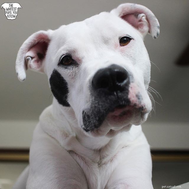 10 Pets with Striking Natural Mustaches to Celebrate Movember