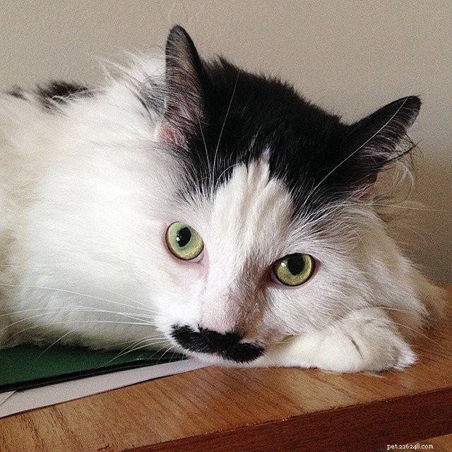 10 Pets with Striking Natural Mustaches to Celebrate Movember