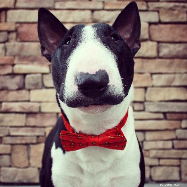 10 Pets with Striking Natural Mustaches to Celebrate Movember