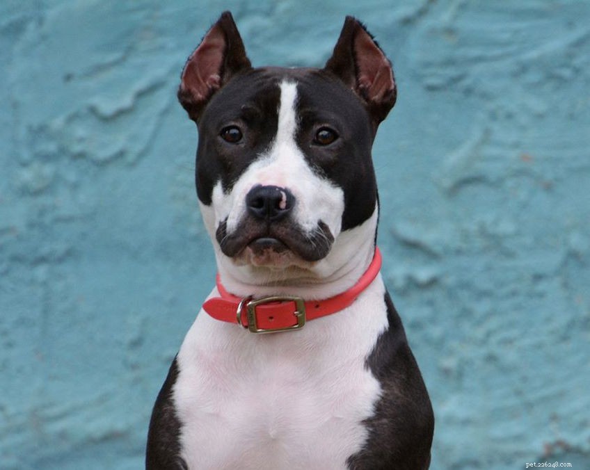 10 Pets with Striking Natural Mustaches to Celebrate Movember