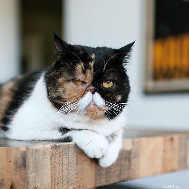 10 Pets with Striking Natural Mustaches to Celebrate Movember