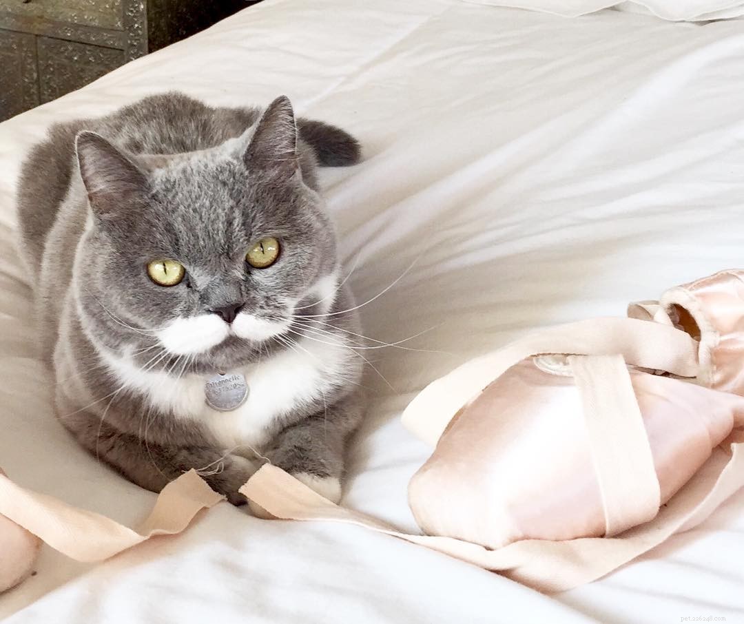 10 Pets with Striking Natural Mustaches to Celebrate Movember