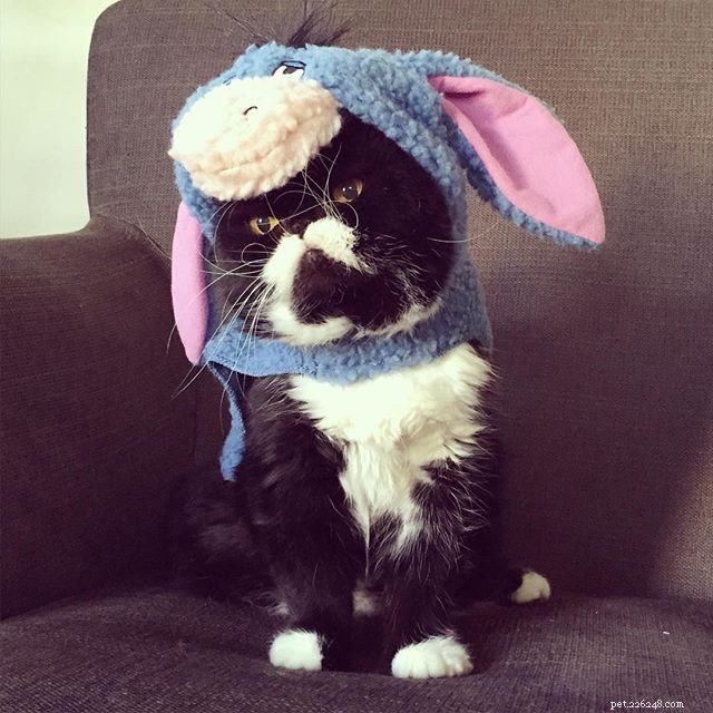 10 Pets with Striking Natural Mustaches to Celebrate Movember
