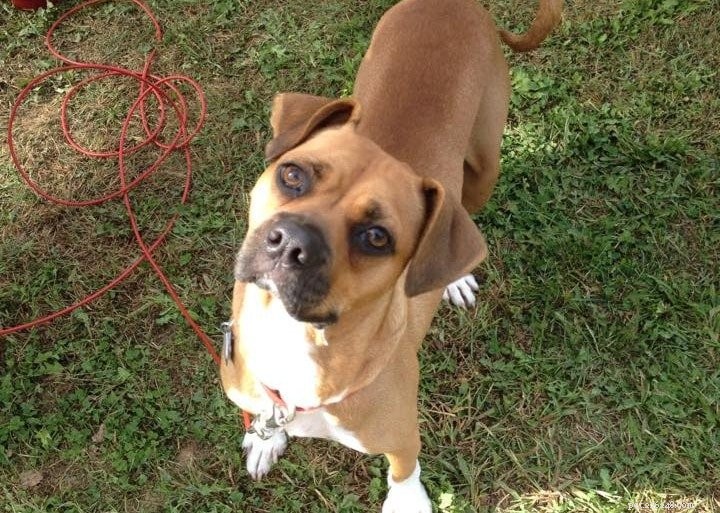 Freshpet Champions Local Pennsylvania Dog Rescues at Bethlehem Half & Festival