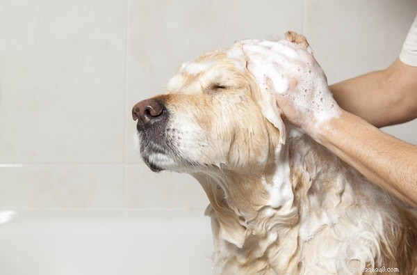 Home Grooming Made Simple: Expert Tips for a Healthy, Stylish Dog